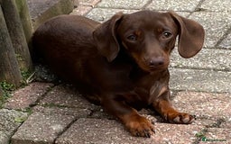 Miniature Dachshund dogs for stud: Mini Smooth Chocolate/Tan Dachshund (Stud Only) - Image 5