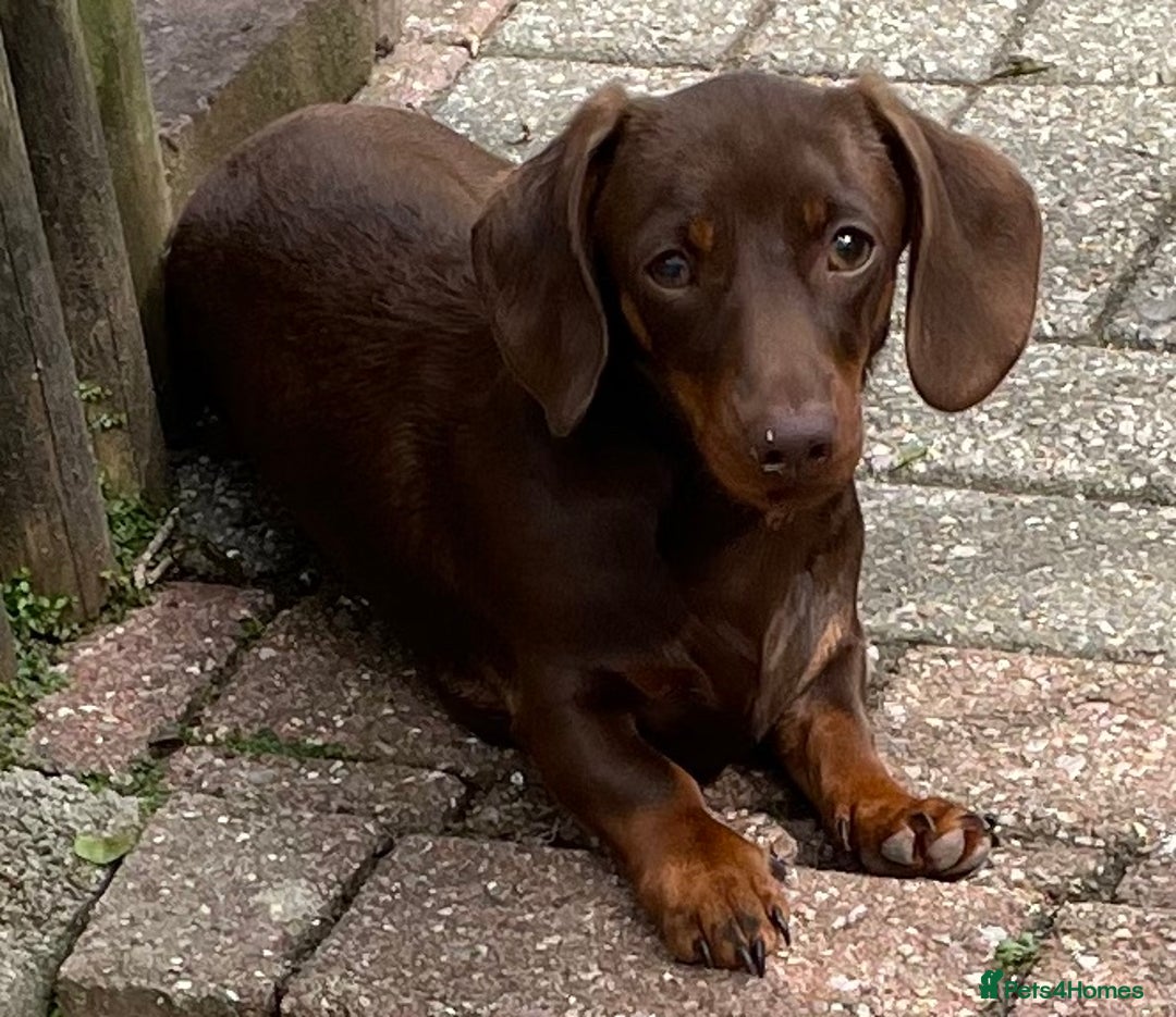 Miniature Dachshund dogs for stud: Mini Smooth Chocolate/Tan Dachshund (Stud Only) - Image 5