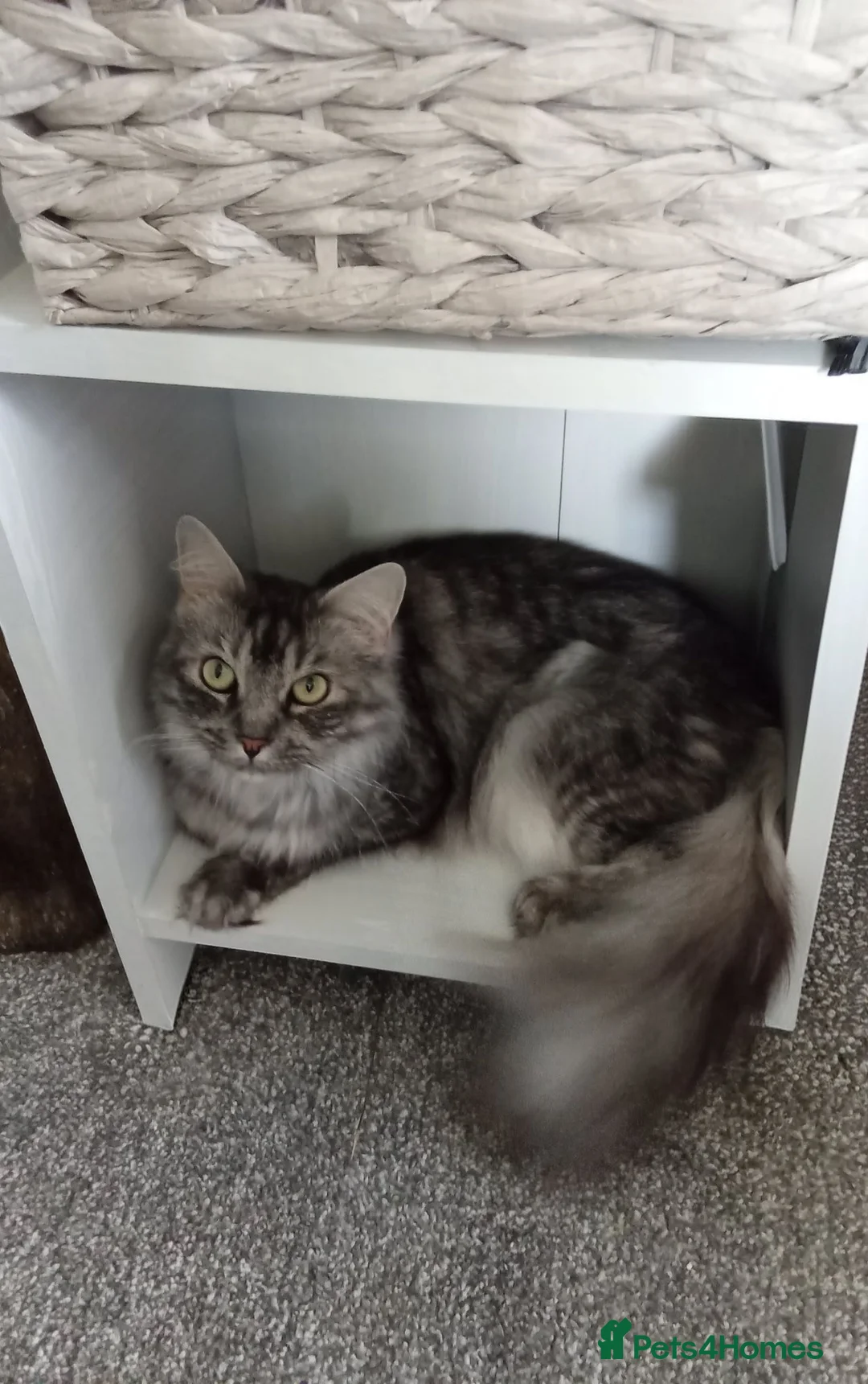 Maine Coon cats for sale: Female silver/Grey Maine Coon - Advert 9