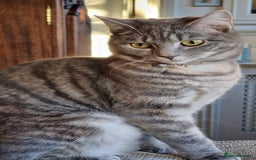 British Shorthair cats for sale: BSH cross for rehoming. 3 yrs. Female - Image 1
