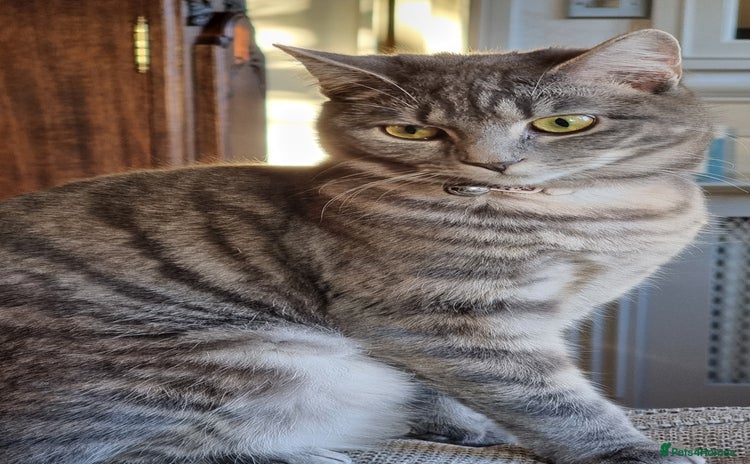 British Shorthair cats for sale - Advert 1