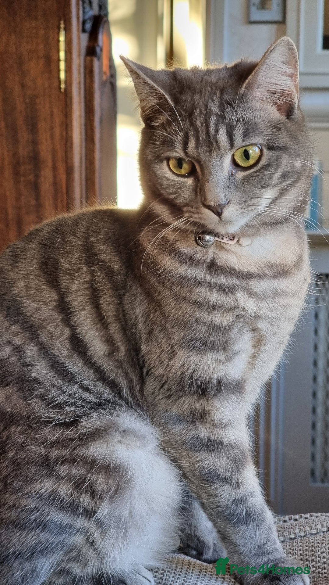 British Shorthair cats for sale: BSH cross for rehoming. 3 yrs. Female - Image 1