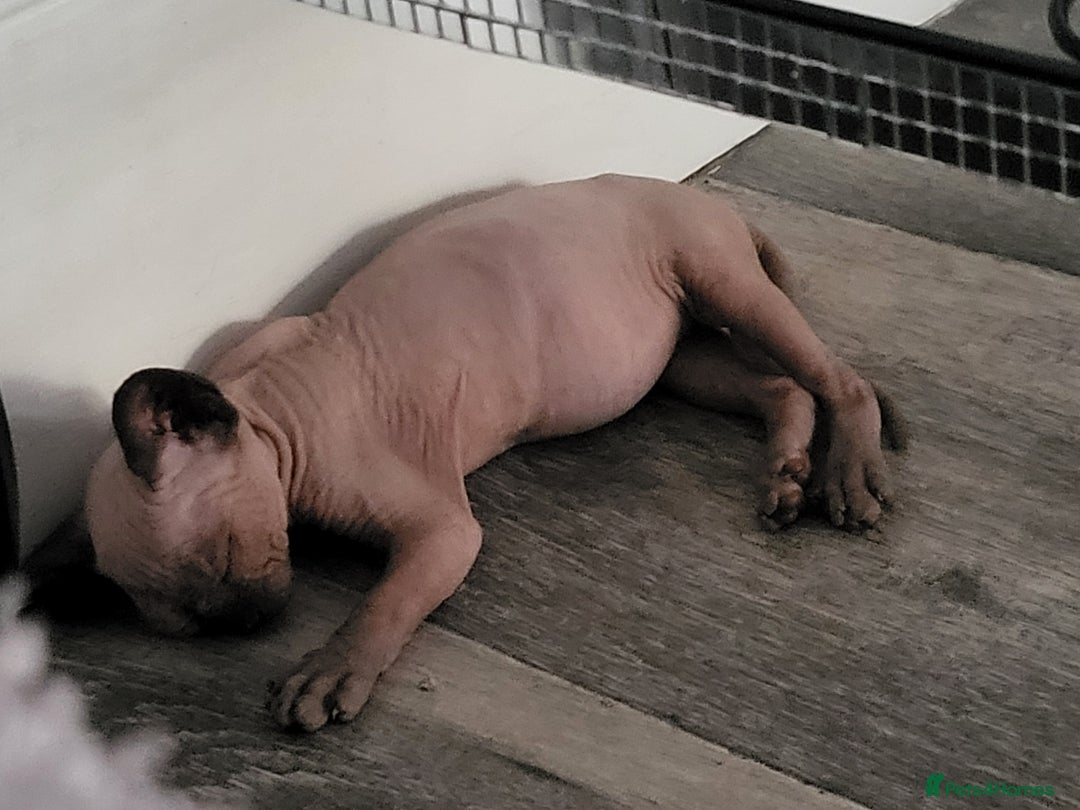 Sphynx cats for sale: Sphinx happy girls any info pleas message  - Advert 9