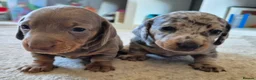 Miniature Dachshund dogs for sale: 2 beautiful miniature dachshund pups - Advert 6