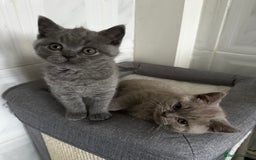 British Shorthair cats for sale: 4 Gorgeous chunky British shorthair kittens  - Image 5