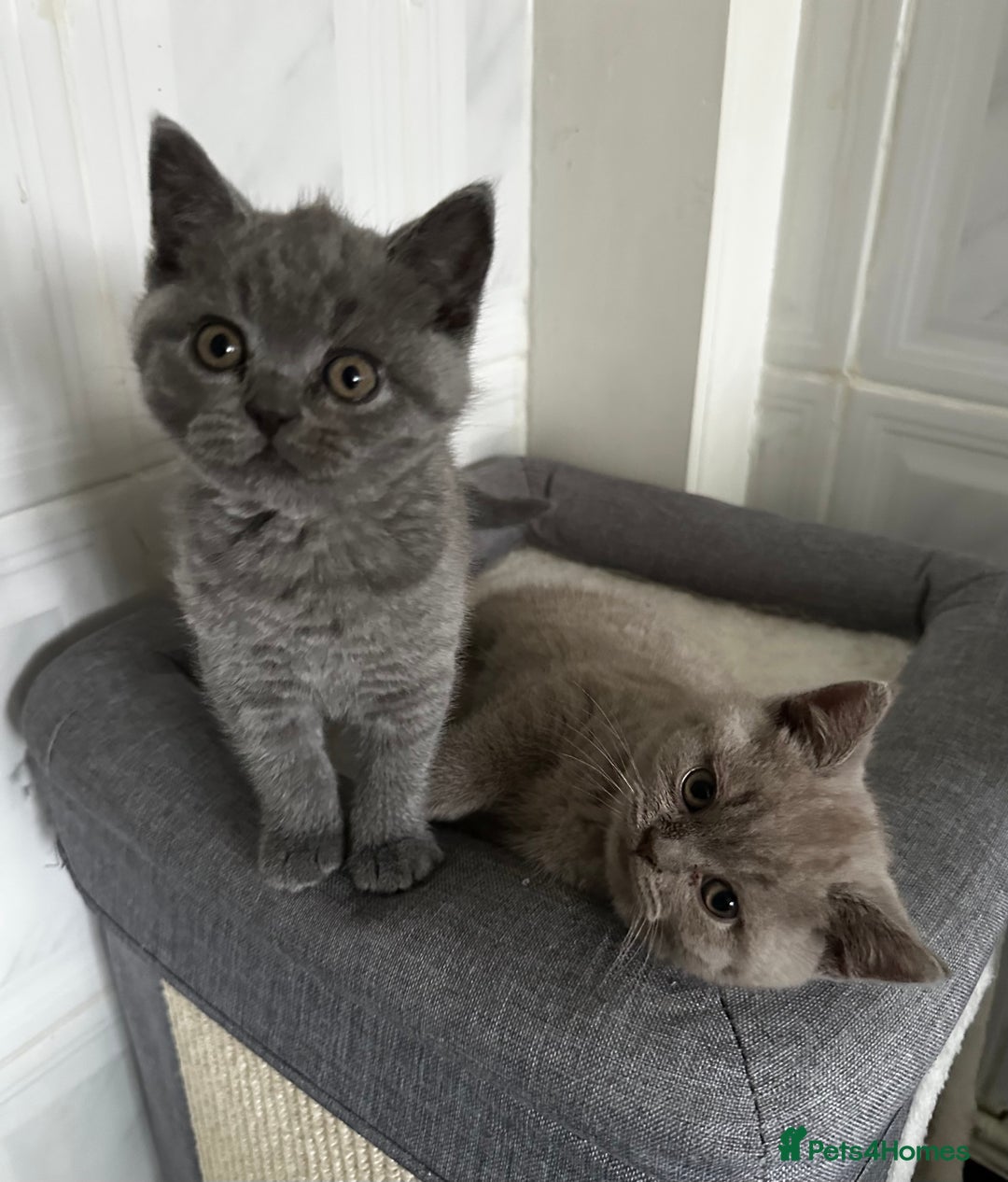 British Shorthair cats for sale: 4 Gorgeous chunky British shorthair kittens  - Image 5