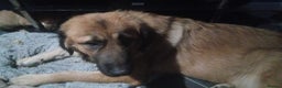 Mixed Breed dogs for sale: ready on the 8th puppies - Advert 3