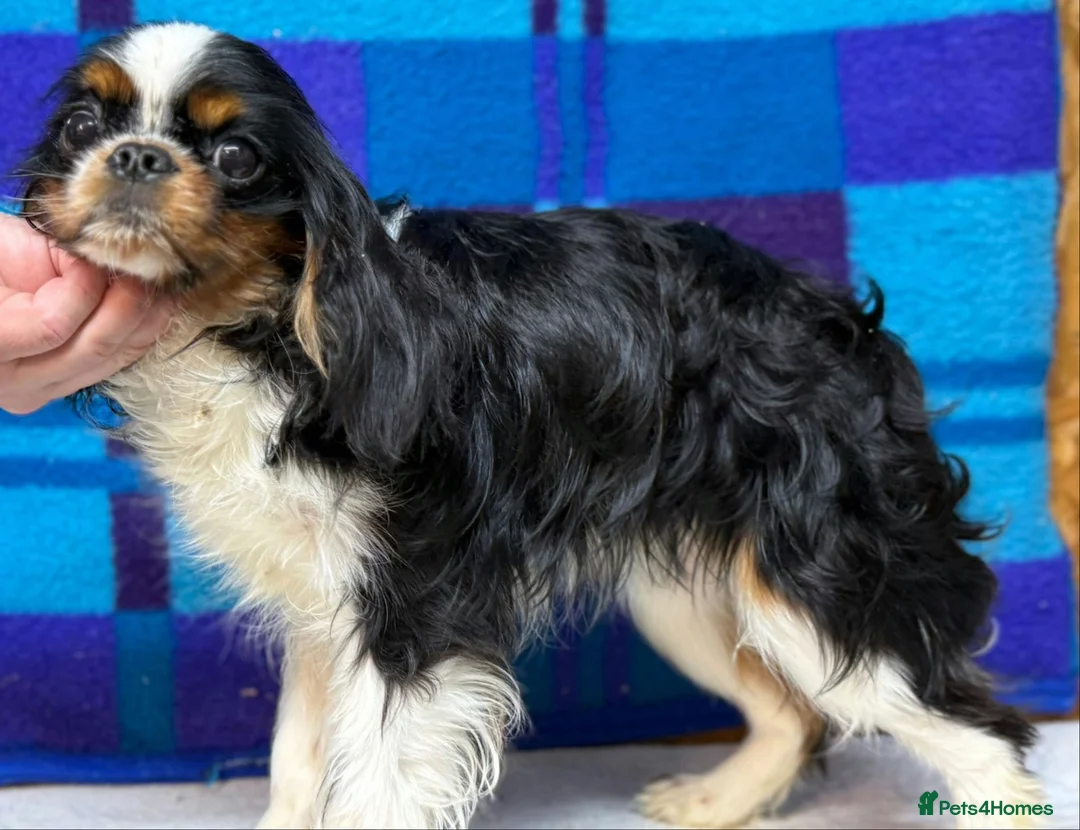American Cocker Spaniel dogs for adoption: 🐾 ASCOT – Male Cavalier King Charles Spaniel 🐾 in West Malling - Advert 1