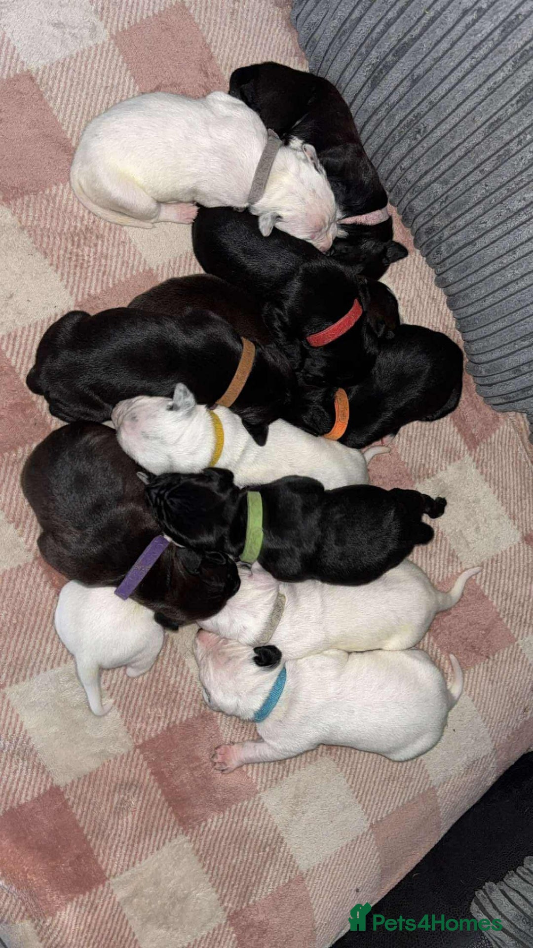 Mixed Breed dogs for sale: Dalmatian/Labrador cross staffy  - Image 1