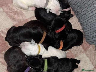 Mixed Breed dogs - Advert 27