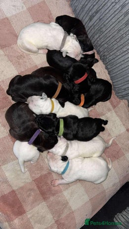 Mixed Breed dogs - Advert 3