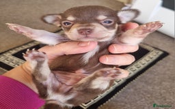 Chihuahua dogs for sale: Beautiful Chihuahua puppies  - Image 10