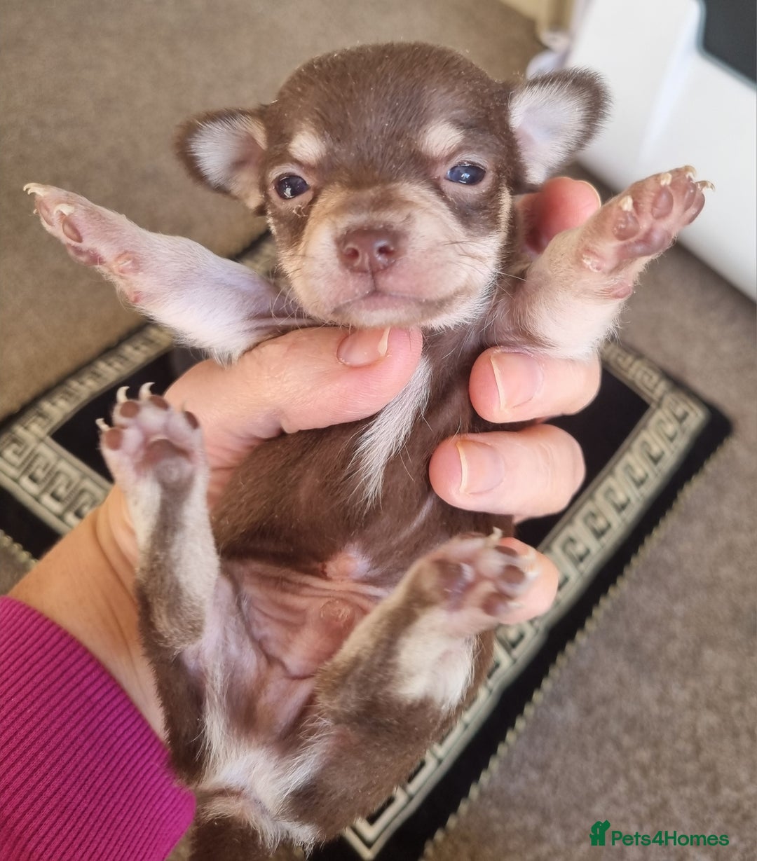 Chihuahua dogs for sale: Beautiful Chihuahua puppies  - Image 10