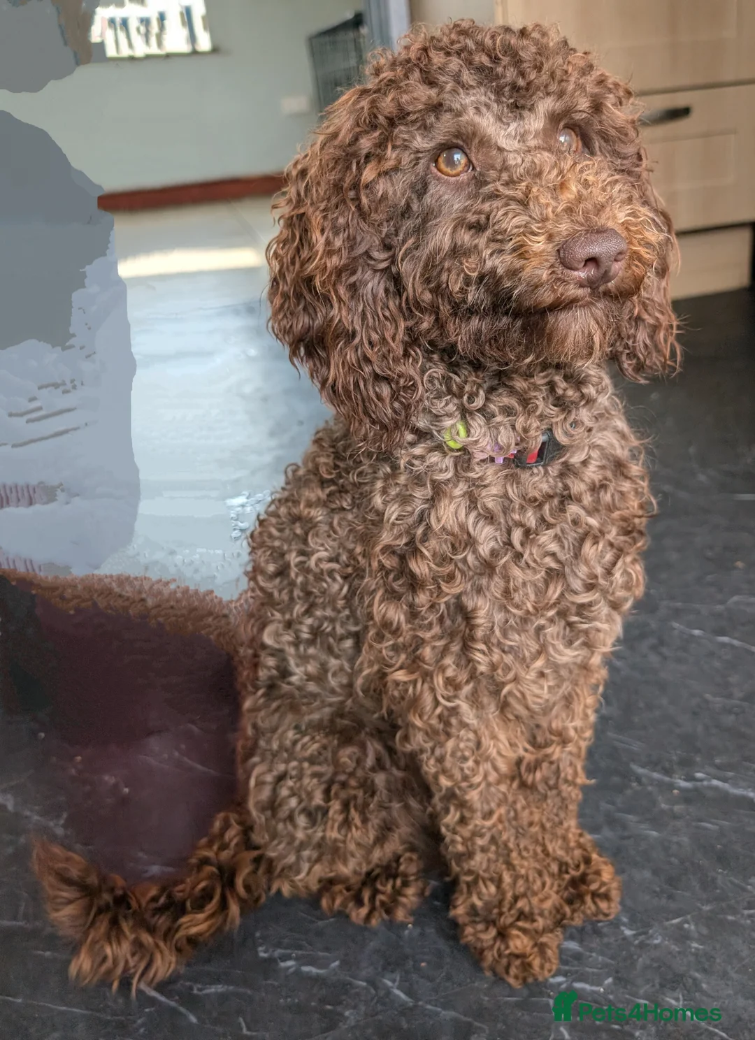 Cockapoo dogs for stud: F2 chocolate cockapoo stud - Advert 9