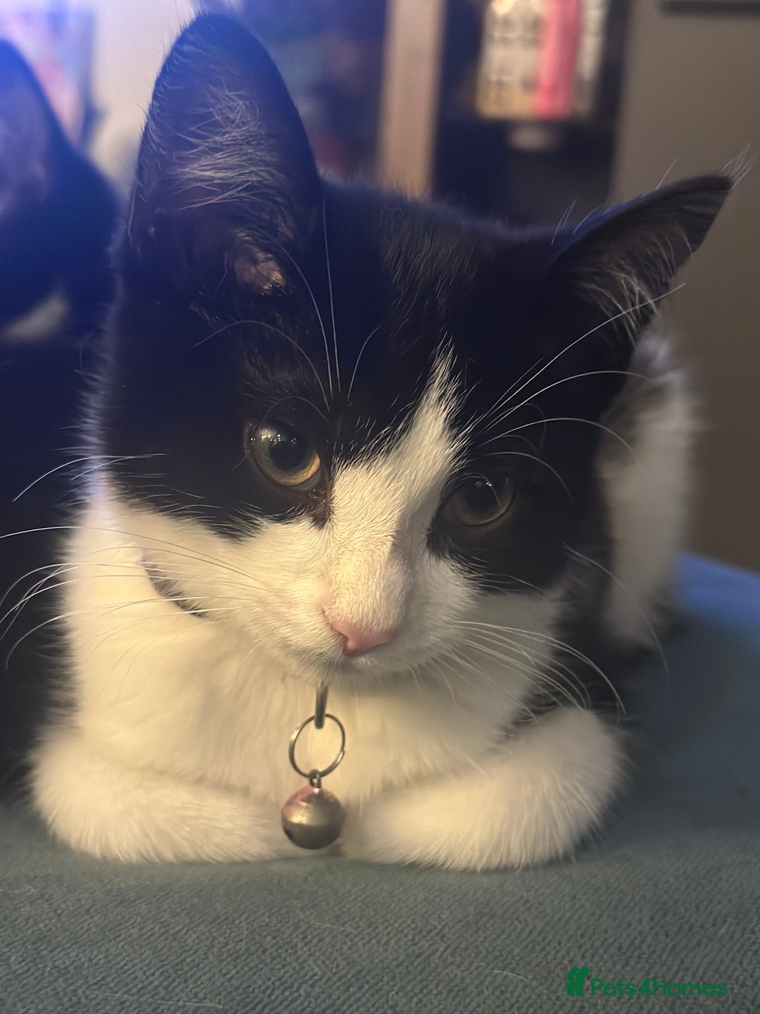 Mixed Breed cats for sale: Beautiful tuxedo kittens  - Image 14
