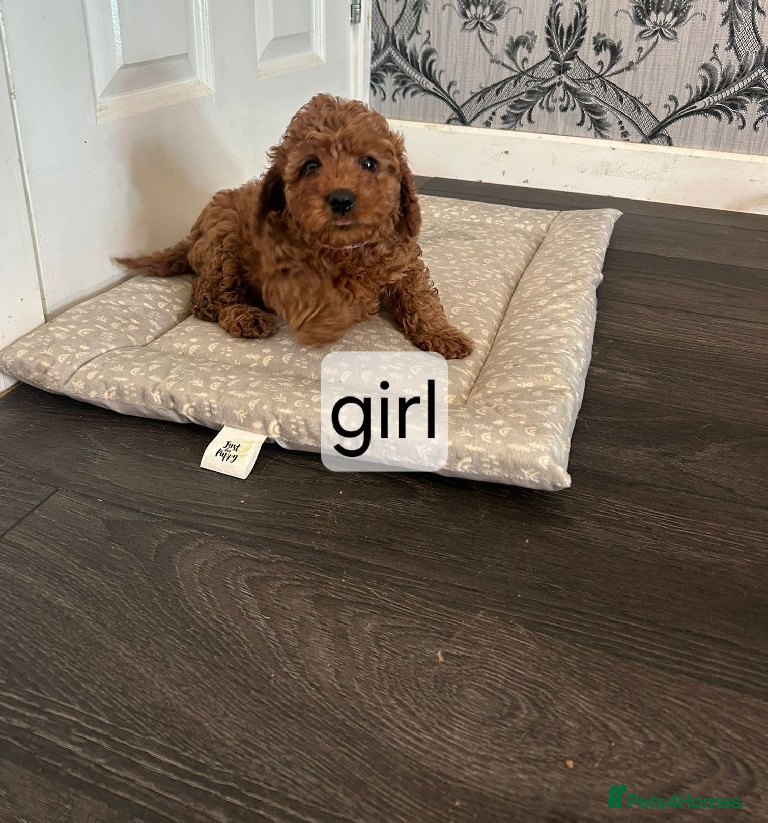 Cavapoo dogs 5 cavapoo pups ready to leave  - Advert 2