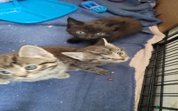 Mixed Breed cats for sale: 4 kittens available start of September  - Image 3