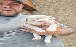 French Bulldog dogs for sale: Adorable pink and fluffy french bulldogs puppies  - Image 18