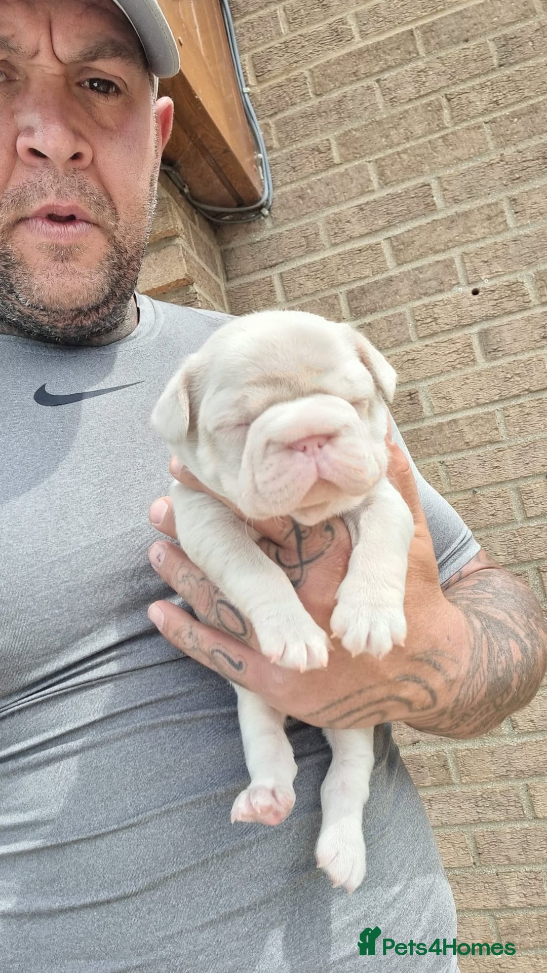 French Bulldog dogs for sale: Adorable pink and fluffy french bulldogs puppies  - Image 18
