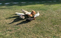Chickens poultry for sale: Complete chicken 🐓 set up 😍 - Image 5