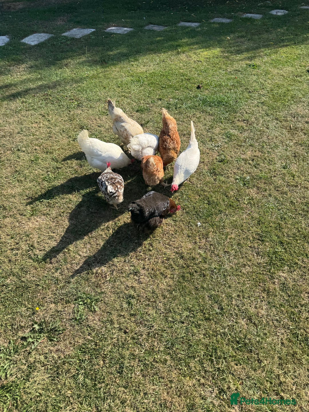 Chickens poultry for sale: Complete chicken 🐓 set up 😍 - Image 5