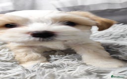 Tibetan Terrier dogs for sale: KC Tibetan Terrier Puppy  - Advert 3