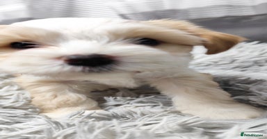 Tibetan Terrier dogs KC Tibetan Terrier Puppy  - Advert 4