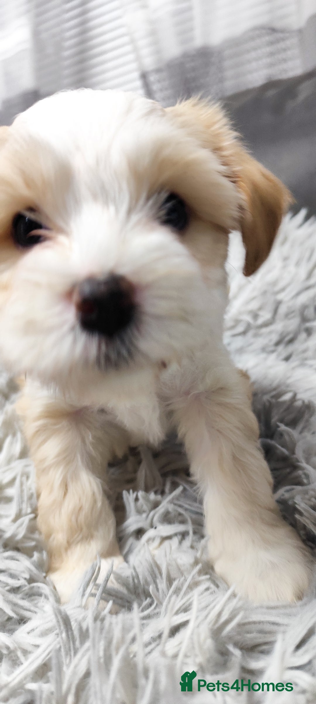 Tibetan Terrier dogs for sale: KC Tibetan Terrier Puppy  - Advert 3
