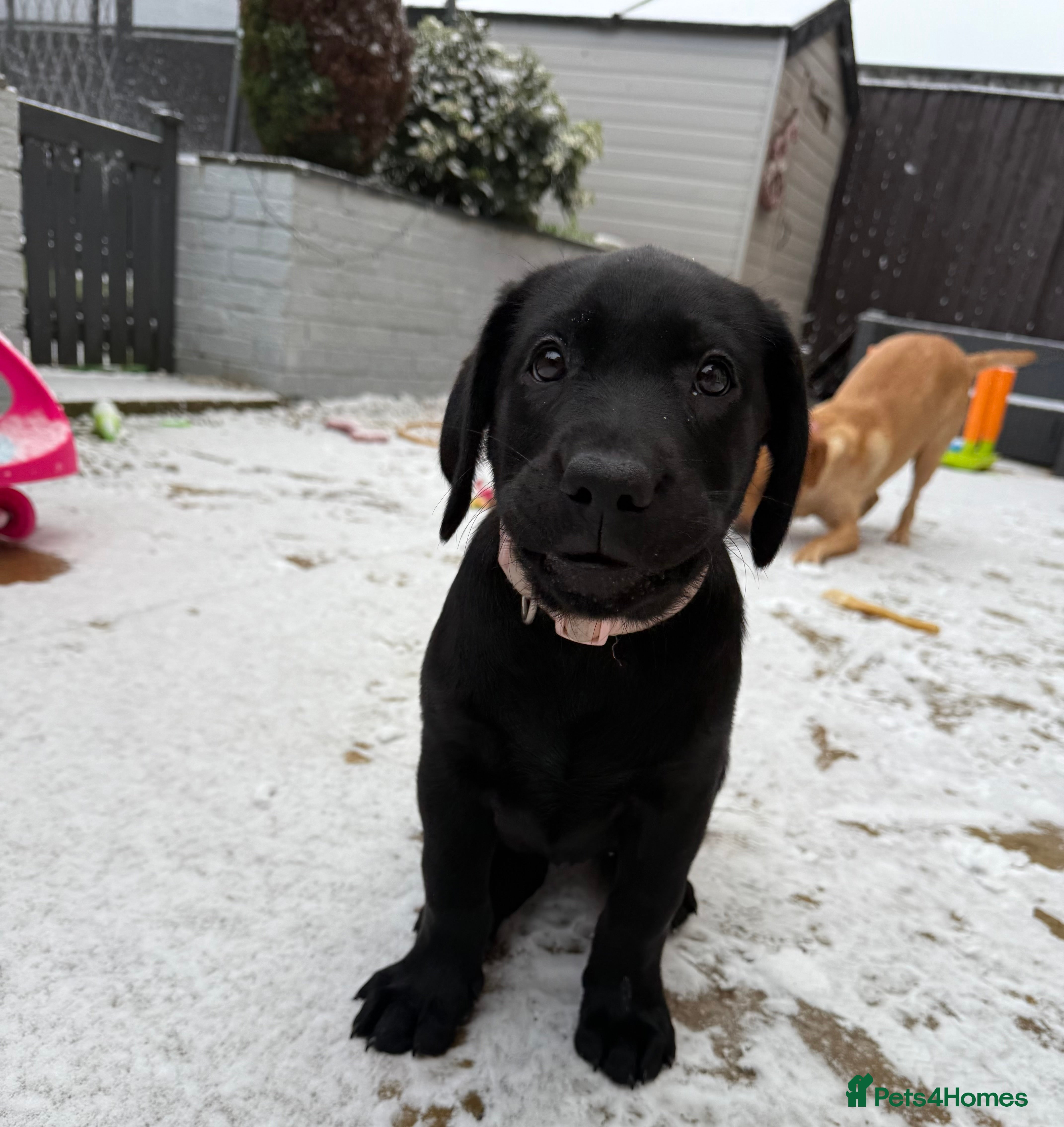 Labrador Retriever dogs REDUCED 1 KC registered Girl Labrador READY NOW  - Advert 10