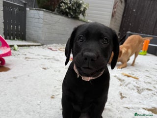Labrador Retriever dogs REDUCED 1 KC registered Girl Labrador READY NOW - Advert 10