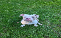 Old Tyme Bulldog dogs for sale: Old Tyme Bulldog - Image 9