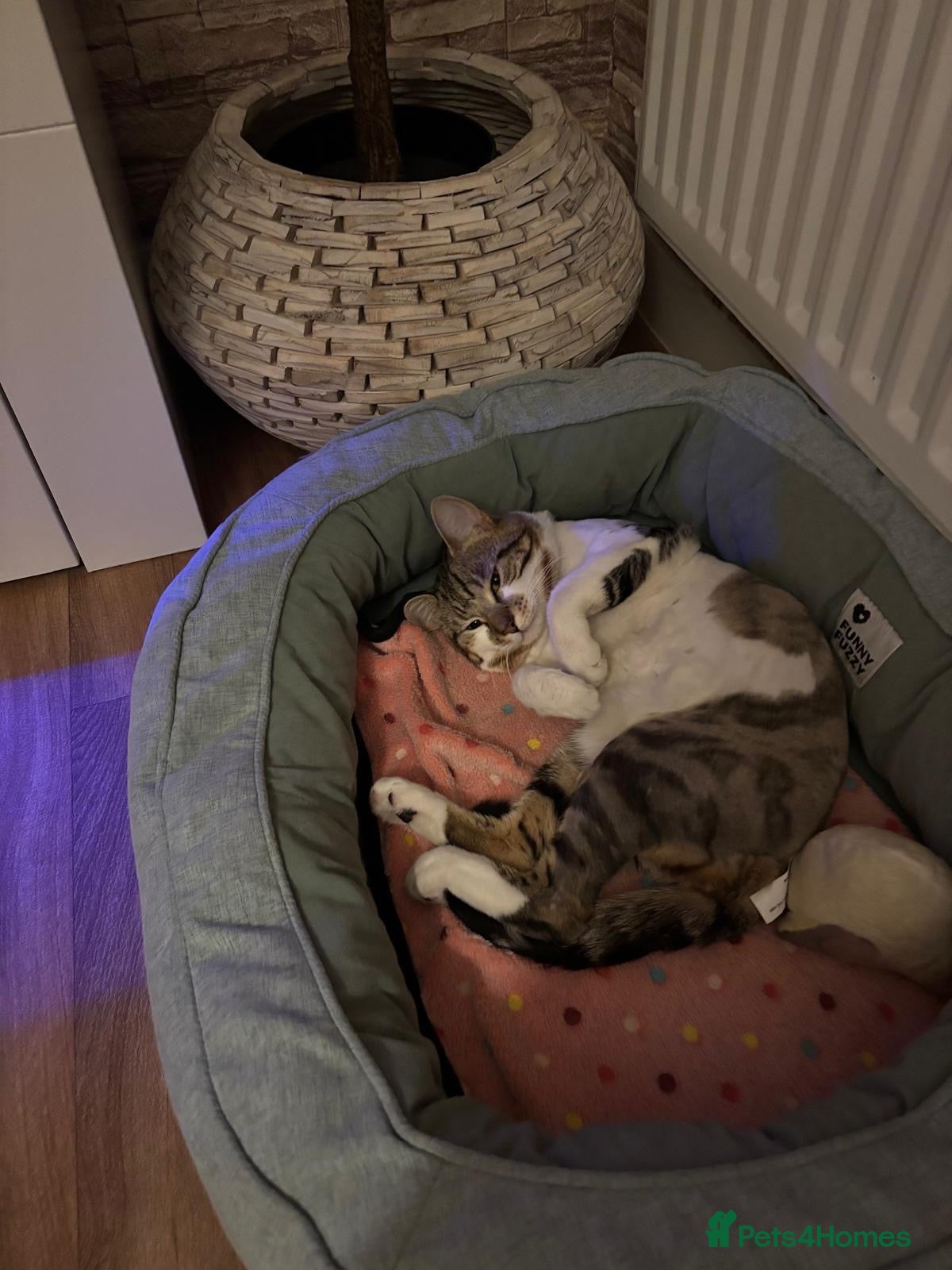 American Shorthair cats Loving cats - Advert 4