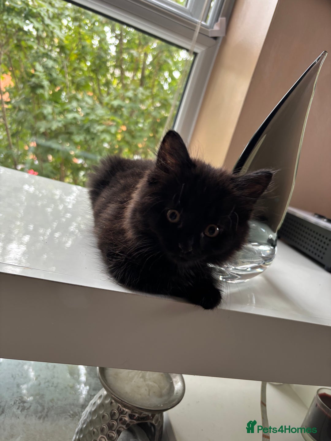 Mixed Breed cats for sale: 2 mixed kittens ready for there forever homes - Image 6