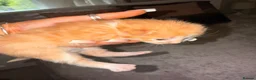 Maine Coon cats for sale: Maine coon cross  - Advert 15
