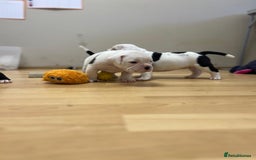 Old Tyme Bulldog dogs for sale: Old Tyme Bulldog Puppies - Both Parents Our Pets - Image 12
