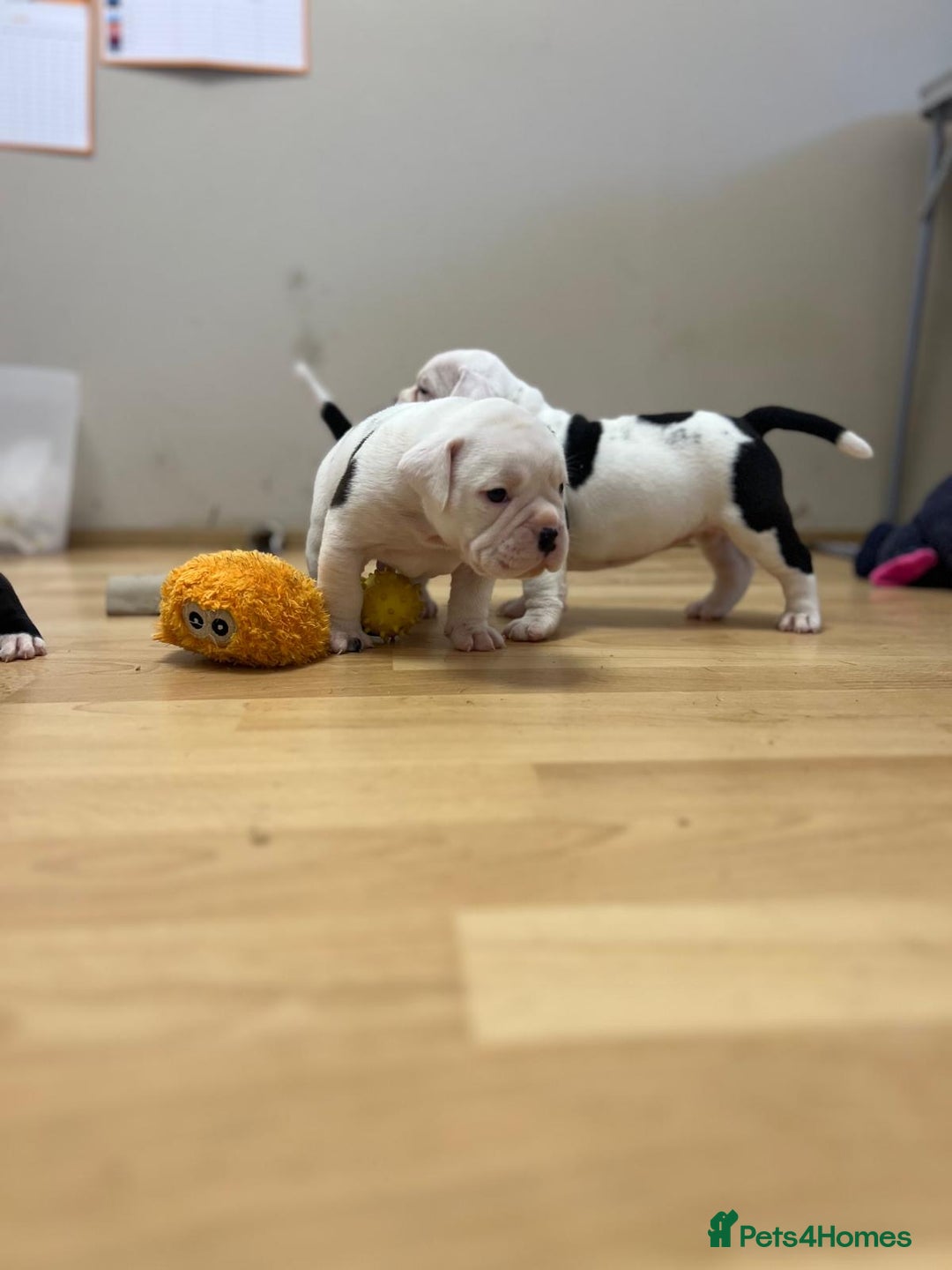 Old Tyme Bulldog dogs for sale: Old Tyme Bulldog Puppies - Both Parents Our Pets - Image 12