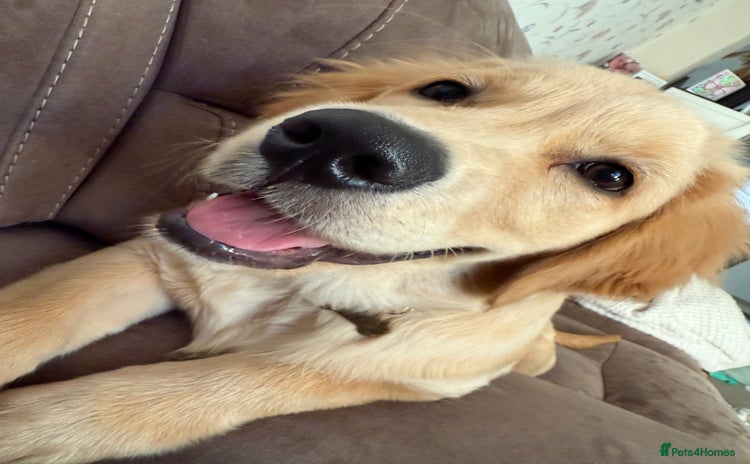 Golden Retriever dogs - Advert 1