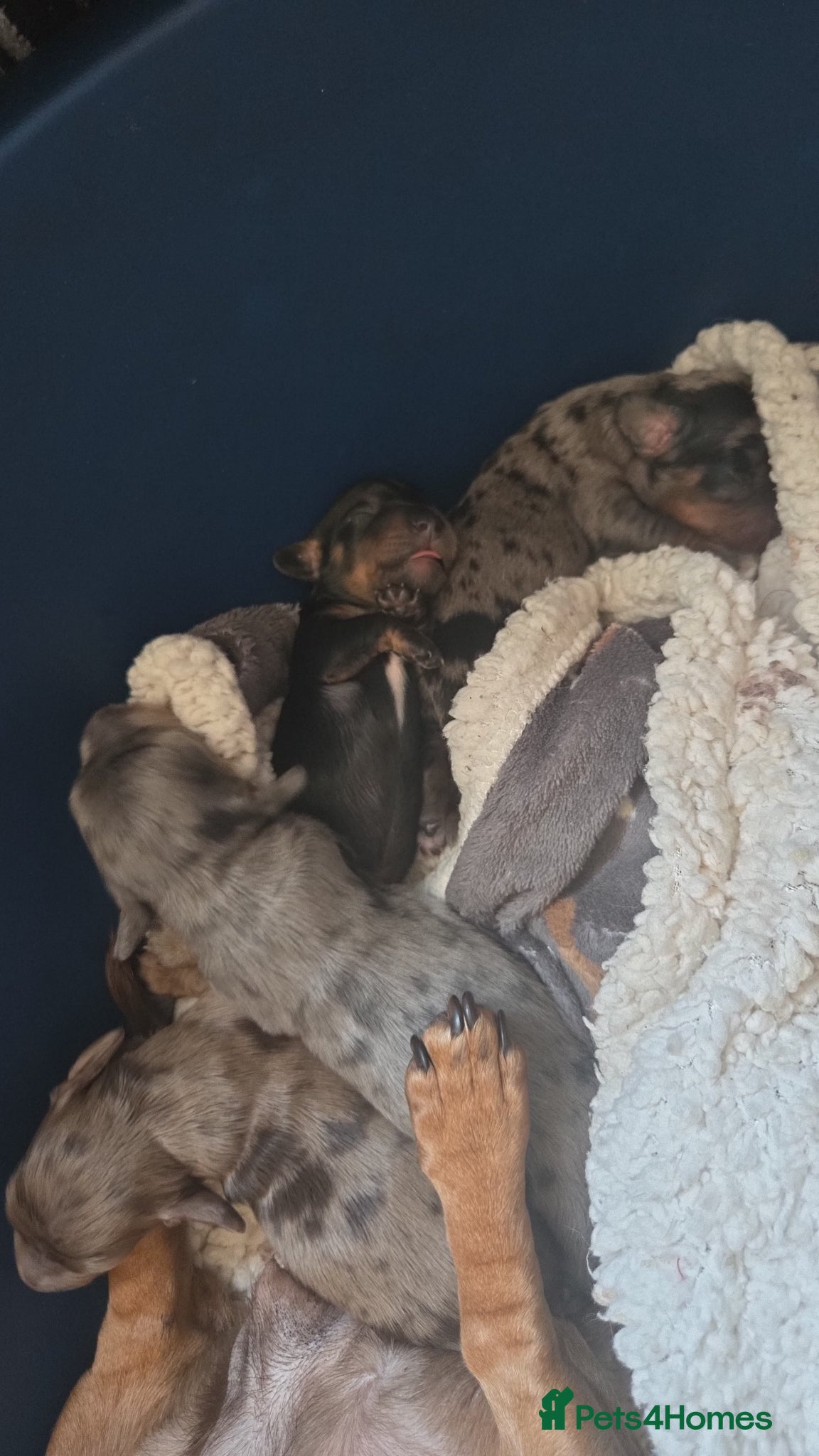 Dachshund dogs for sale: 5 gorgeous dachshund puppies for loving homes in Ludlow - Advert 16