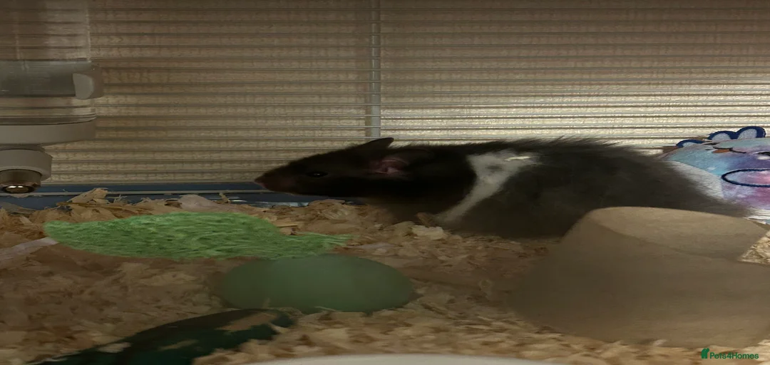 Gallery Image {{count}}