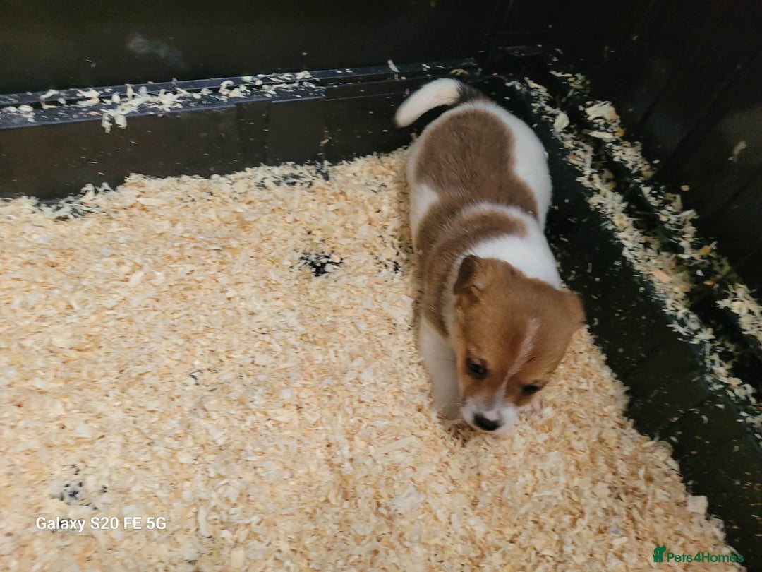 Jack Russell dogs for sale: 5 lovely Male jack Russel puppies for sale - Advert 12