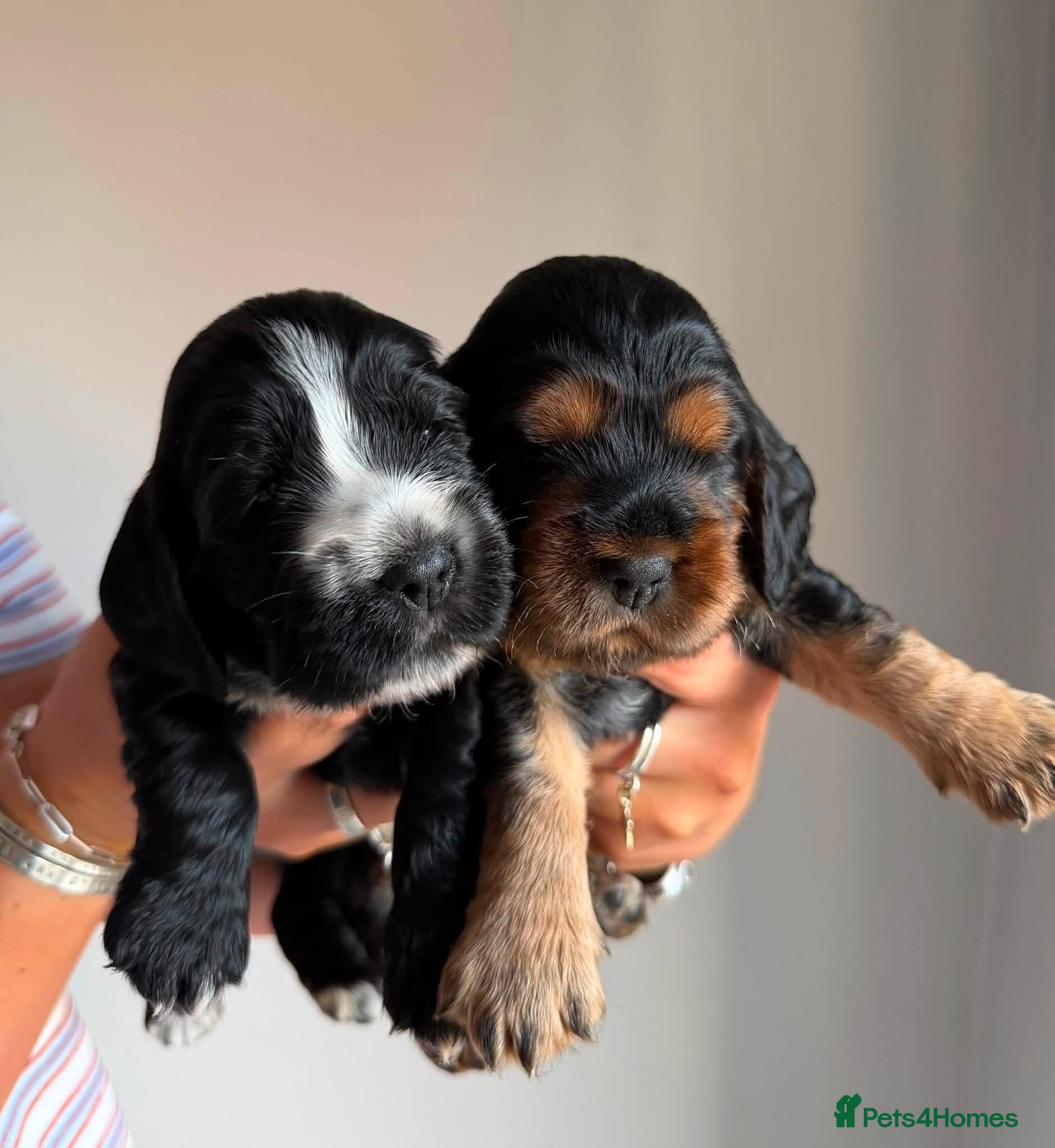 Cocker Spaniel dogs Gorgeous Show Cocker Spaniels  - Advert 2
