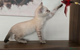 Bengal cats for sale: Tica registered Snow Bengal Boys - Image 6