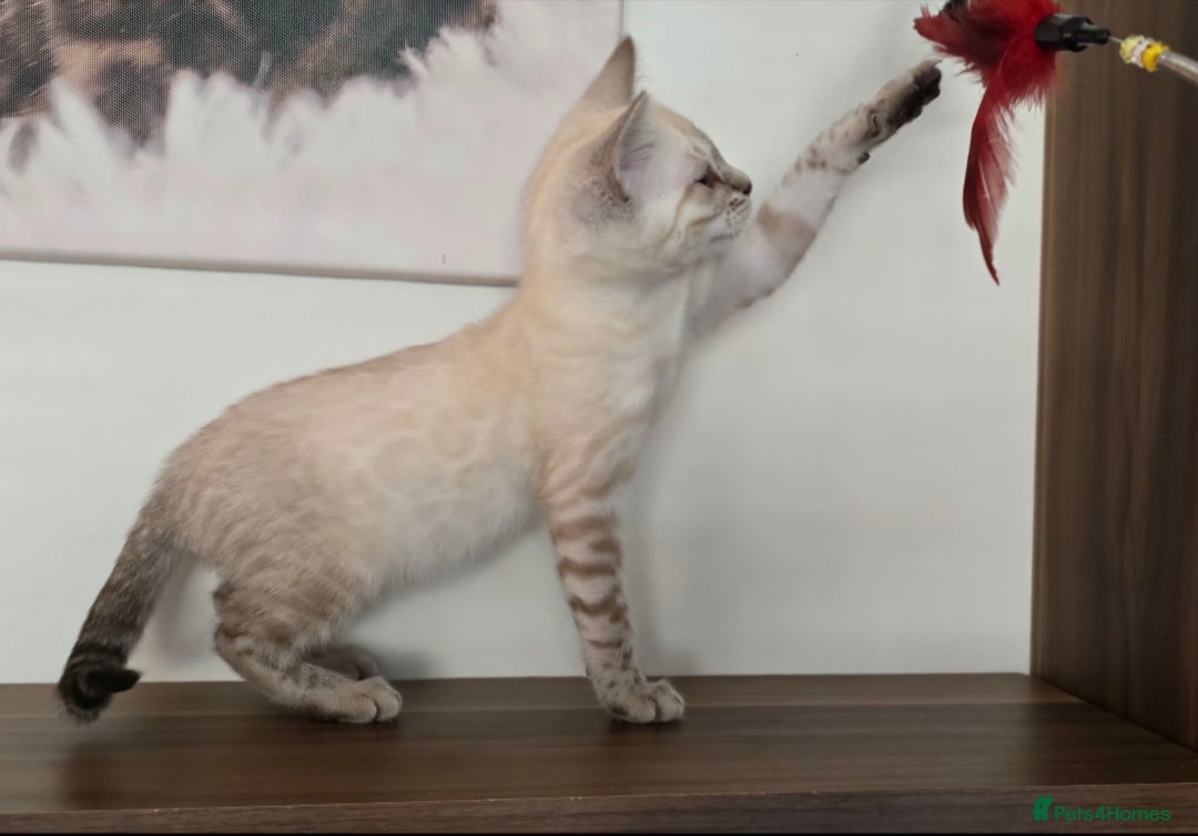 Bengal cats for sale: Tica registered Snow Bengal Boys - Image 6