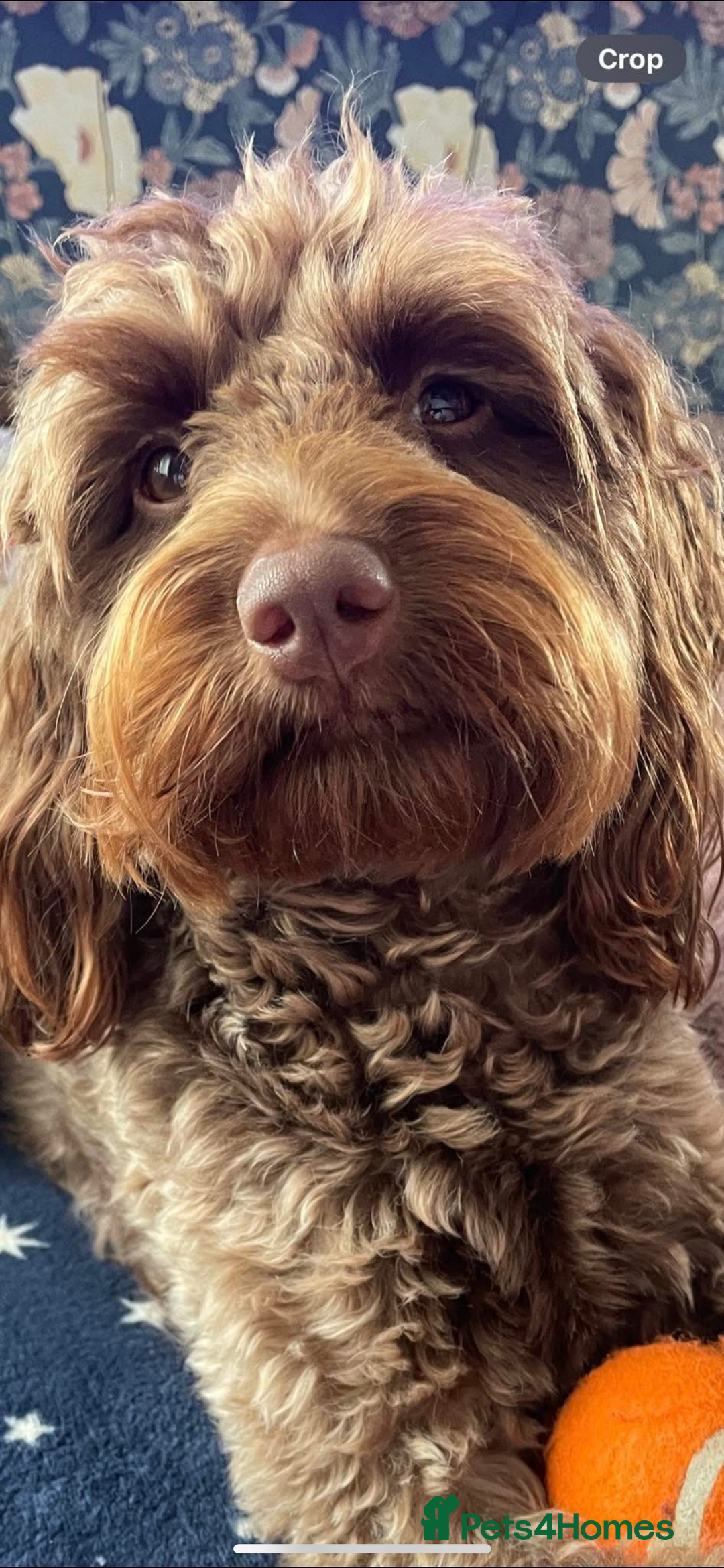 Sproodle dogs for sale: Beautiful Sproodles 1 black girl&1 chocolate boy - Image 25