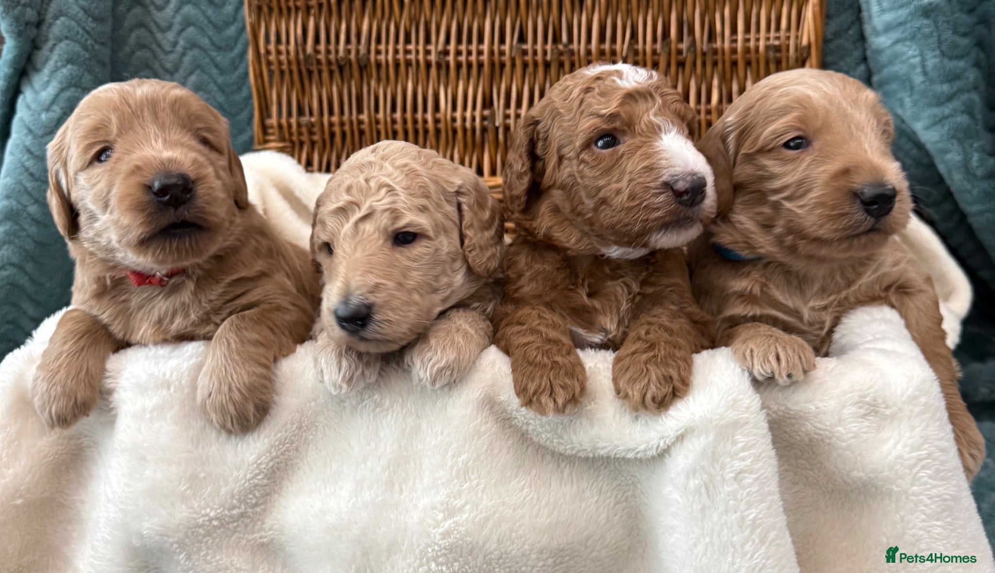 Double Doodle dogs Sunning littler of Australian Double Doodles  - Advert 2