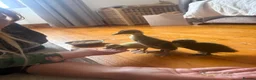Ducks poultry for sale: Hand rear runner duck pair.  - Advert 5