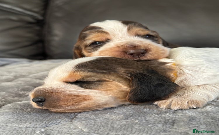 Cocker Spaniel dogs - Advert 2