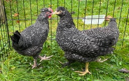 Chickens poultry for sale: Aracana hybrid green egg layers chickens - Image 1