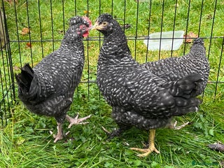 Chickens poultry - Advert 8