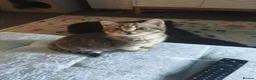 British Shorthair cats for sale: Nora  - Advert 14